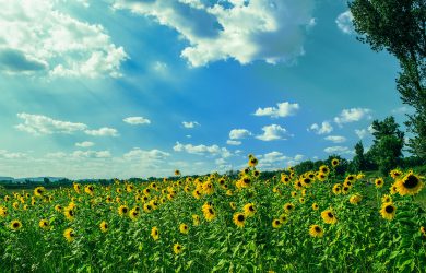 Et blomsterhav av solsikker